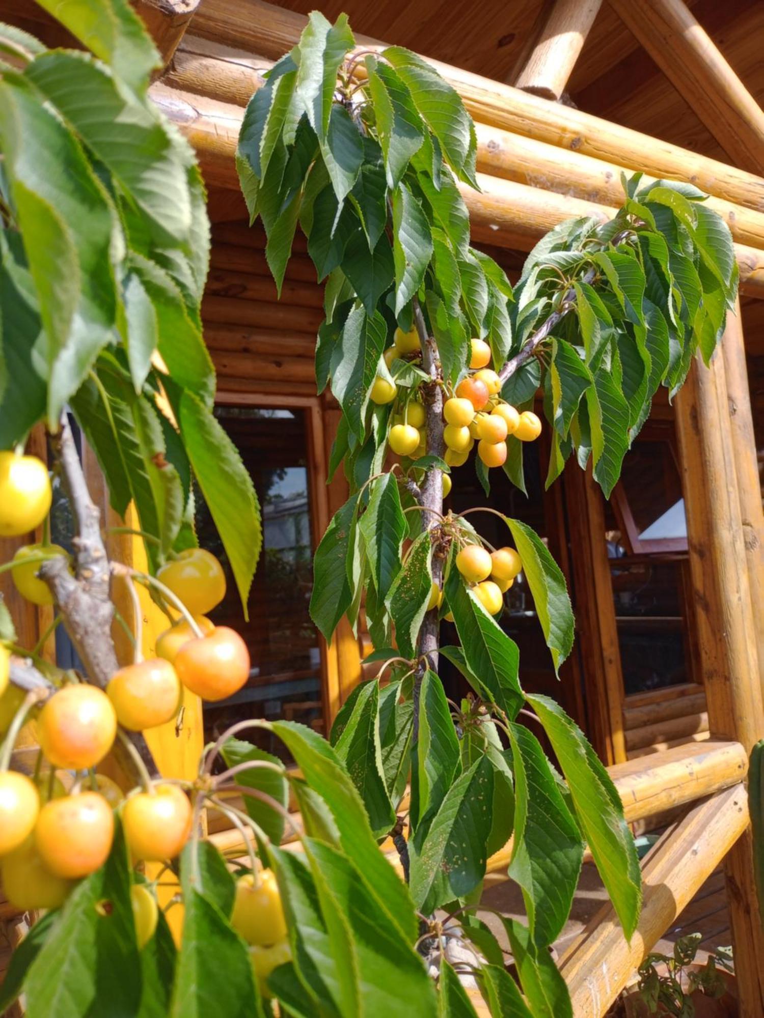 Foresta Acantilados, Casa Container Y Cabana De Troncos มาร์เดลปลาตา ภายนอก รูปภาพ